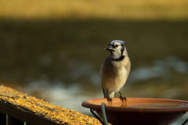 Mavi bir Jay, kuş banyosuna tünemiş ve tüyleri yumuşak, güneşli bir arka plana zıt düşmüş. Bir kuş güzelliği anı doğal bir ortamda yakalanır..