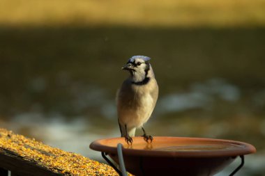 Mavi bir Jay, kuş banyosuna tünemiş ve tüyleri yumuşak, güneşli bir arka plana zıt düşmüş. Bir kuş güzelliği anı doğal bir ortamda yakalanır..