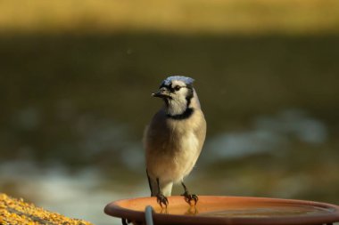 Mavi bir Jay, kuş banyosuna tünemiş ve tüyleri yumuşak, güneşli bir arka plana zıt düşmüş. Bir kuş güzelliği anı doğal bir ortamda yakalanır..