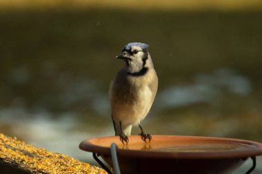 Mavi bir Jay, kuş banyosuna tünemiş ve tüyleri yumuşak, güneşli bir arka plana zıt düşmüş. Bir kuş güzelliği anı doğal bir ortamda yakalanır..