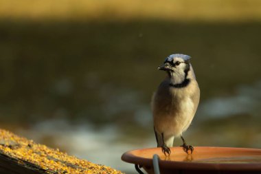 Mavi bir Jay, kuş banyosuna tünemiş ve tüyleri yumuşak, güneşli bir arka plana zıt düşmüş. Bir kuş güzelliği anı doğal bir ortamda yakalanır..