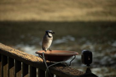Mavi bir Jay, kuş banyosuna tünemiş ve tüyleri yumuşak, güneşli bir arka plana zıt düşmüş. Bir kuş güzelliği anı doğal bir ortamda yakalanır..