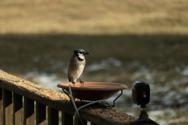 Mavi bir Jay, kuş banyosuna tünemiş ve tüyleri yumuşak, güneşli bir arka plana zıt düşmüş. Bir kuş güzelliği anı doğal bir ortamda yakalanır..
