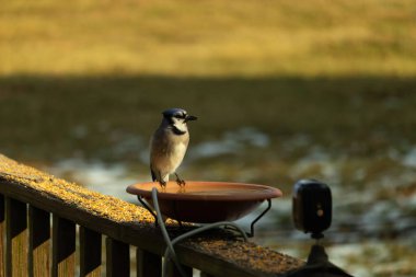 Mavi bir Jay, kuş banyosuna tünemiş ve tüyleri yumuşak, güneşli bir arka plana zıt düşmüş. Bir kuş güzelliği anı doğal bir ortamda yakalanır..