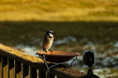 Mavi bir Jay, kuş banyosuna tünemiş ve tüyleri yumuşak, güneşli bir arka plana zıt düşmüş. Bir kuş güzelliği anı doğal bir ortamda yakalanır..