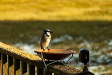 Mavi bir Jay, kuş banyosuna tünemiş ve tüyleri yumuşak, güneşli bir arka plana zıt düşmüş. Bir kuş güzelliği anı doğal bir ortamda yakalanır..
