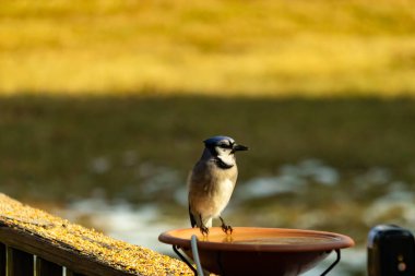 Mavi bir Jay, kuş banyosuna tünemiş ve tüyleri yumuşak, güneşli bir arka plana zıt düşmüş. Bir kuş güzelliği anı doğal bir ortamda yakalanır..
