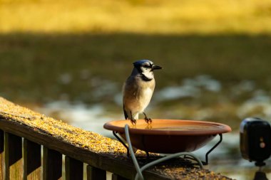 Mavi bir Jay, kuş banyosuna tünemiş ve tüyleri yumuşak, güneşli bir arka plana zıt düşmüş. Bir kuş güzelliği anı doğal bir ortamda yakalanır..