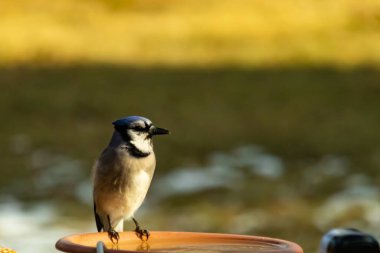 Mavi bir Jay, kuş banyosuna tünemiş ve tüyleri yumuşak, güneşli bir arka plana zıt düşmüş. Bir kuş güzelliği anı doğal bir ortamda yakalanır..