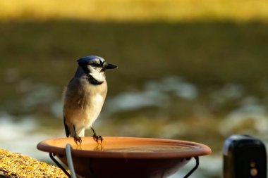 Mavi bir Jay, kuş banyosuna tünemiş ve tüyleri yumuşak, güneşli bir arka plana zıt düşmüş. Bir kuş güzelliği anı doğal bir ortamda yakalanır..