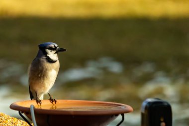 Mavi bir Jay, kuş banyosuna tünemiş ve tüyleri yumuşak, güneşli bir arka plana zıt düşmüş. Bir kuş güzelliği anı doğal bir ortamda yakalanır..