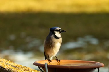 Mavi bir Jay, kuş banyosuna tünemiş ve tüyleri yumuşak, güneşli bir arka plana zıt düşmüş. Bir kuş güzelliği anı doğal bir ortamda yakalanır..