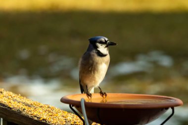 Mavi bir Jay, kuş banyosuna tünemiş ve tüyleri yumuşak, güneşli bir arka plana zıt düşmüş. Bir kuş güzelliği anı doğal bir ortamda yakalanır..