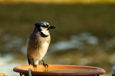 Mavi bir Jay, kuş banyosuna tünemiş ve tüyleri yumuşak, güneşli bir arka plana zıt düşmüş. Bir kuş güzelliği anı doğal bir ortamda yakalanır..