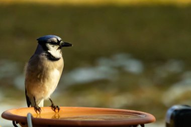 Mavi bir Jay, kuş banyosuna tünemiş ve tüyleri yumuşak, güneşli bir arka plana zıt düşmüş. Bir kuş güzelliği anı doğal bir ortamda yakalanır..
