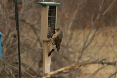 Bir Kuzey Flicker yeşil bir süet besleyiciye yapışır, tüyleri yumuşak, bulanık bir zemin üzerine detaylandırılır. Vahşi yaşam yakın plan, bir an beslenme anı yakalıyor.