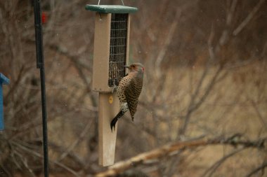 Bir Kuzey Flicker yeşil bir süet besleyiciye yapışır, tüyleri yumuşak, bulanık bir zemin üzerine detaylandırılır. Vahşi yaşam yakın plan, bir an beslenme anı yakalıyor.