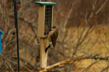 Bir Kuzey Flicker yeşil bir süet besleyiciye yapışır, tüyleri yumuşak, bulanık bir zemin üzerine detaylandırılır. Vahşi yaşam yakın plan, bir an beslenme anı yakalıyor.