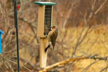 Bir Kuzey Flicker yeşil bir süet besleyiciye yapışır, tüyleri yumuşak, bulanık bir zemin üzerine detaylandırılır. Vahşi yaşam yakın plan, bir an beslenme anı yakalıyor.
