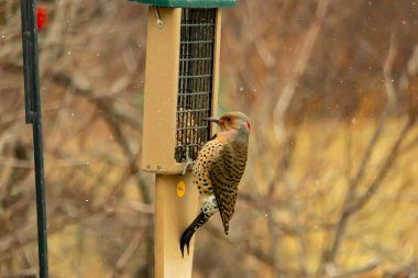 Bir Kuzey Flicker yeşil bir süet besleyiciye yapışır, tüyleri yumuşak, bulanık bir zemin üzerine detaylandırılır. Vahşi yaşam yakın plan, bir an beslenme anı yakalıyor.