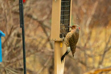 Bir Kuzey Flicker yeşil bir süet besleyiciye yapışır, tüyleri yumuşak, bulanık bir zemin üzerine detaylandırılır. Vahşi yaşam yakın plan, bir an beslenme anı yakalıyor.