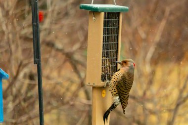 Bir Kuzey Flicker yeşil bir süet besleyiciye yapışır, tüyleri yumuşak, bulanık bir zemin üzerine detaylandırılır. Vahşi yaşam yakın plan, bir an beslenme anı yakalıyor.