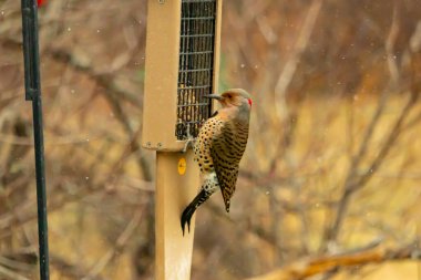 Bir Kuzey Flicker yeşil bir süet besleyiciye yapışır, tüyleri yumuşak, bulanık bir zemin üzerine detaylandırılır. Vahşi yaşam yakın plan, bir an beslenme anı yakalıyor.