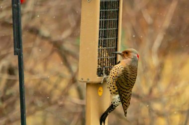 Bir Kuzey Flicker yeşil bir süet besleyiciye yapışır, tüyleri yumuşak, bulanık bir zemin üzerine detaylandırılır. Vahşi yaşam yakın plan, bir an beslenme anı yakalıyor.