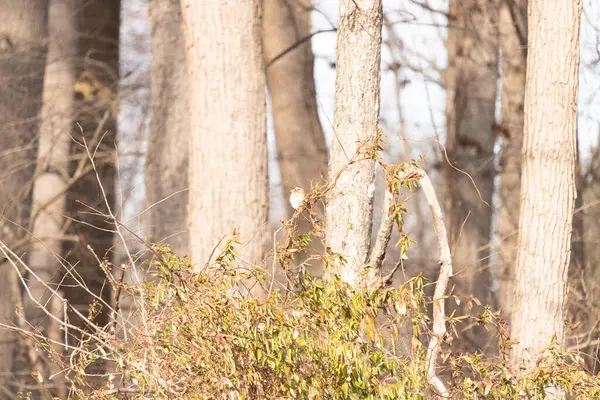 Küçük, narin, beyaz boğazlı bir serçe sarmaşıkların arasına tünemiş, kurumuş asmalar ve yapraklar dikey ahşap tahtaların bulanık arka planına ve bir ağaç gövdesine karşı. Doğa, kuş izleme, ince güzellik..