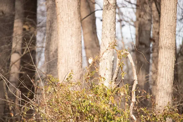 Küçük, narin, beyaz boğazlı bir serçe sarmaşıkların arasına tünemiş, kurumuş asmalar ve yapraklar dikey ahşap tahtaların bulanık arka planına ve bir ağaç gövdesine karşı. Doğa, kuş izleme, ince güzellik..