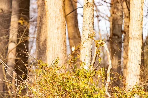 Küçük, narin, beyaz boğazlı bir serçe sarmaşıkların arasına tünemiş, kurumuş asmalar ve yapraklar dikey ahşap tahtaların bulanık arka planına ve bir ağaç gövdesine karşı. Doğa, kuş izleme, ince güzellik..