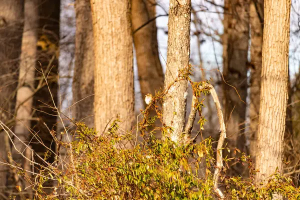 Küçük, narin, beyaz boğazlı bir serçe sarmaşıkların arasına tünemiş, kurumuş asmalar ve yapraklar dikey ahşap tahtaların bulanık arka planına ve bir ağaç gövdesine karşı. Doğa, kuş izleme, ince güzellik..