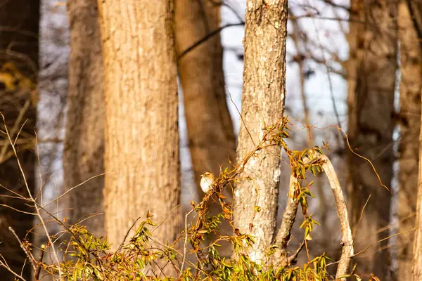 Küçük, narin, beyaz boğazlı bir serçe sarmaşıkların arasına tünemiş, kurumuş asmalar ve yapraklar dikey ahşap tahtaların bulanık arka planına ve bir ağaç gövdesine karşı. Doğa, kuş izleme, ince güzellik..