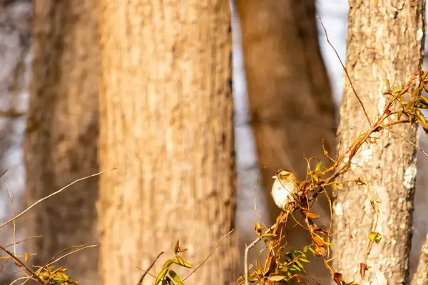 Küçük, narin, beyaz boğazlı bir serçe sarmaşıkların arasına tünemiş, kurumuş asmalar ve yapraklar dikey ahşap tahtaların bulanık arka planına ve bir ağaç gövdesine karşı. Doğa, kuş izleme, ince güzellik..