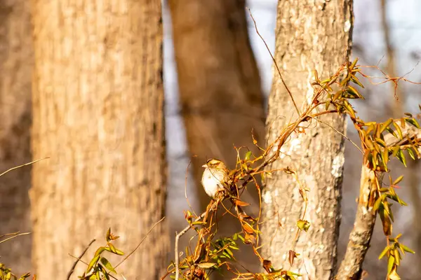 Küçük, narin, beyaz boğazlı bir serçe sarmaşıkların arasına tünemiş, kurumuş asmalar ve yapraklar dikey ahşap tahtaların bulanık arka planına ve bir ağaç gövdesine karşı. Doğa, kuş izleme, ince güzellik..