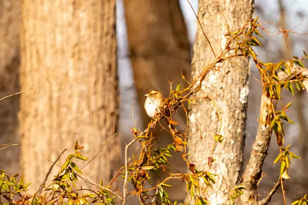 Küçük, narin, beyaz boğazlı bir serçe sarmaşıkların arasına tünemiş, kurumuş asmalar ve yapraklar dikey ahşap tahtaların bulanık arka planına ve bir ağaç gövdesine karşı. Doğa, kuş izleme, ince güzellik..