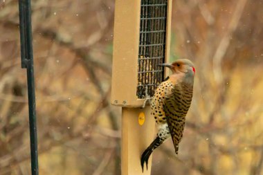 Bir Kuzey Flicker yeşil bir süet besleyiciye yapışır, tüyleri yumuşak, bulanık bir zemin üzerine detaylandırılır. Vahşi yaşam yakın plan, bir an beslenme anı yakalıyor.