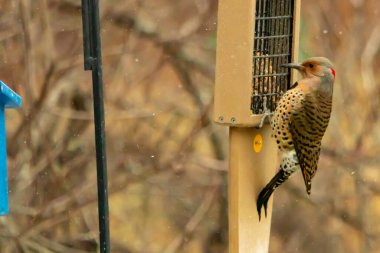 Bir Kuzey Flicker yeşil bir süet besleyiciye yapışır, tüyleri yumuşak, bulanık bir zemin üzerine detaylandırılır. Vahşi yaşam yakın plan, bir an beslenme anı yakalıyor.
