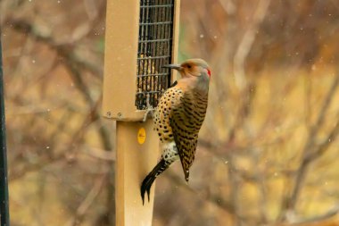 Bir Kuzey Flicker yeşil bir süet besleyiciye yapışır, tüyleri yumuşak, bulanık bir zemin üzerine detaylandırılır. Vahşi yaşam yakın plan, bir an beslenme anı yakalıyor.
