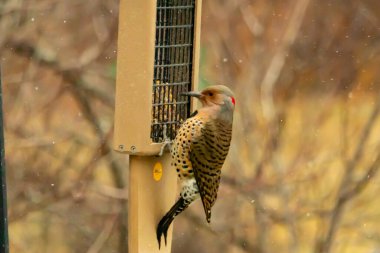 Bir Kuzey Flicker yeşil bir süet besleyiciye yapışır, tüyleri yumuşak, bulanık bir zemin üzerine detaylandırılır. Vahşi yaşam yakın plan, bir an beslenme anı yakalıyor.