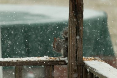 Karla kaplanmış tüylü gri bir sincap, hafif bir kar yağışı sırasında karla kaplı bir ahşap besleyicinin üzerinde tohumları kemiriyor. Kış vahşi yaşam sahnesi.