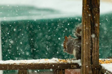 Karla kaplanmış tüylü gri bir sincap, hafif bir kar yağışı sırasında karla kaplı bir ahşap besleyicinin üzerinde tohumları kemiriyor. Kış vahşi yaşam sahnesi.
