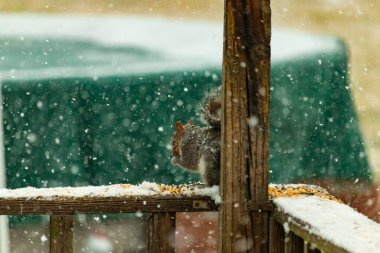 Karla kaplanmış tüylü gri bir sincap, hafif bir kar yağışı sırasında karla kaplı bir ahşap besleyicinin üzerinde tohumları kemiriyor. Kış vahşi yaşam sahnesi.