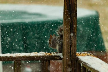 Karla kaplanmış tüylü gri bir sincap, hafif bir kar yağışı sırasında karla kaplı bir ahşap besleyicinin üzerinde tohumları kemiriyor. Kış vahşi yaşam sahnesi.