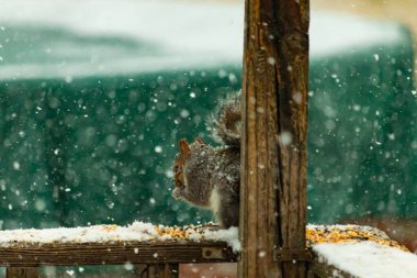 Karla kaplanmış tüylü gri bir sincap, hafif bir kar yağışı sırasında karla kaplı bir ahşap besleyicinin üzerinde tohumları kemiriyor. Kış vahşi yaşam sahnesi.