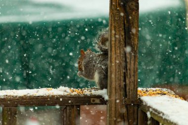 Karla kaplanmış tüylü gri bir sincap, hafif bir kar yağışı sırasında karla kaplı bir ahşap besleyicinin üzerinde tohumları kemiriyor. Kış vahşi yaşam sahnesi.