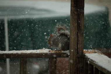 Karla kaplanmış tüylü gri bir sincap, hafif bir kar yağışı sırasında karla kaplı bir ahşap besleyicinin üzerinde tohumları kemiriyor. Kış vahşi yaşam sahnesi.