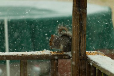 Karla kaplanmış tüylü gri bir sincap, hafif bir kar yağışı sırasında karla kaplı bir ahşap besleyicinin üzerinde tohumları kemiriyor. Kış vahşi yaşam sahnesi.