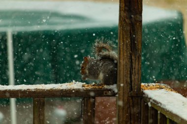 Karla kaplanmış tüylü gri bir sincap, hafif bir kar yağışı sırasında karla kaplı bir ahşap besleyicinin üzerinde tohumları kemiriyor. Kış vahşi yaşam sahnesi.