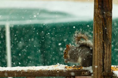 Karla kaplanmış tüylü gri bir sincap, hafif bir kar yağışı sırasında karla kaplı bir ahşap besleyicinin üzerinde tohumları kemiriyor. Kış vahşi yaşam sahnesi.